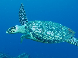 Hawksbill Sea Turtle IMG 9670